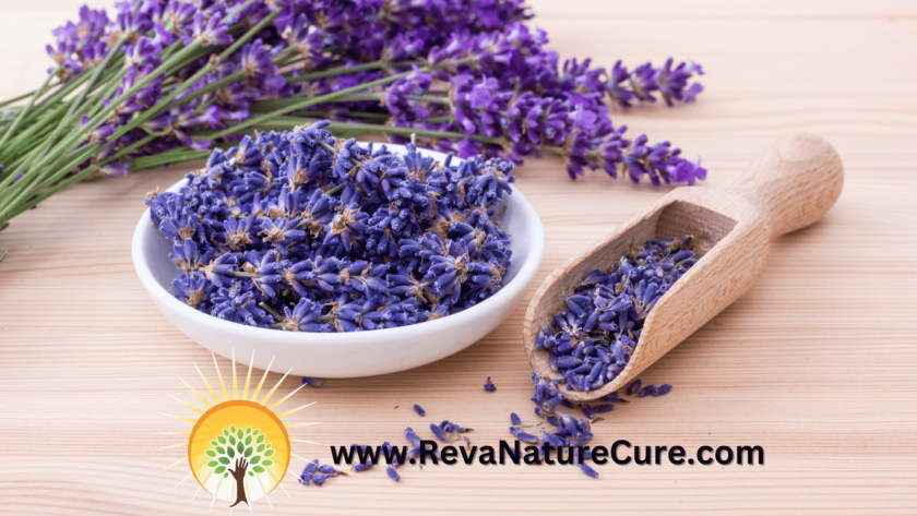 Lavender Common Herbs reva nature cure naturopathy